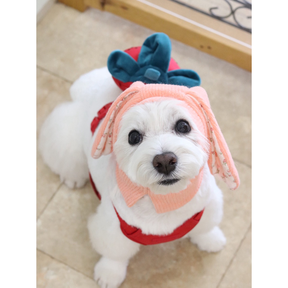 卒業犬ベラちゃんの近況♪